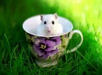 pic for Mouse In Cup 